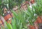 Boxwood Hillplant-nursery-10.jpg; ?>