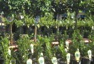 Boxwood Hillplant-nursery-14.jpg; ?>