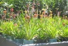 Boxwood Hillplant-nursery-17.jpg; ?>