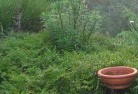 Boxwood Hillplant-nursery-21.jpg; ?>