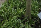 Boxwood Hillplant-nursery-23.jpg; ?>
