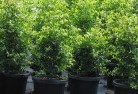 Boxwood Hillplant-nursery-24.jpg; ?>