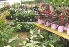 Boxwood Hillplant-nursery-7.jpg; ?>